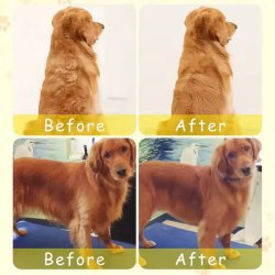 برس بخار سگ و گربه مدل سیلیکونی